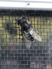 Eristalis dimidiata