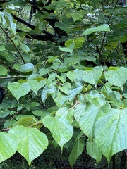 Morus rubra