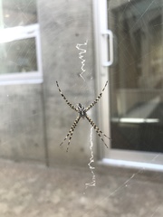 Argiope trifasciata