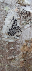 Caliciaceae