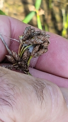 Schoenoplectus acutus