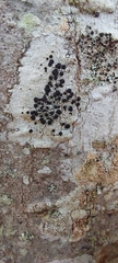 Caliciaceae