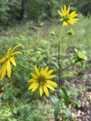 Silphium