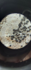 Caliciaceae
