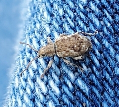 Pseudoedophrys hilleri