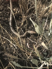 Coluber constrictor mormon