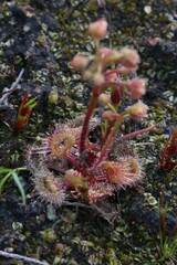 Drosera glanduligera