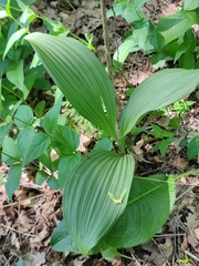 Veratrum nigrum