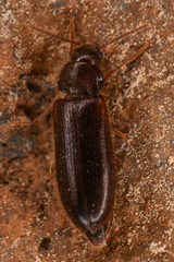 Zilora occidentalis