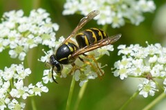 Dolichovespula arenaria