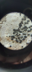 Caliciaceae