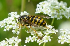 Dolichovespula arenaria