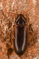 Zilora occidentalis