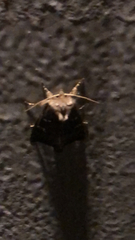 Lacinipolia renigera