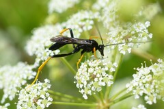 Exetastes suaveolens