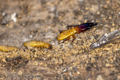Zootermopsis nevadensis