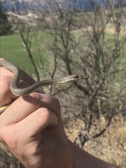 Coluber constrictor mormon