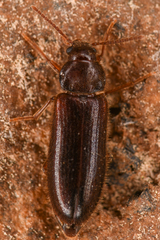 Zilora occidentalis