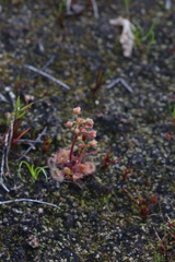 Drosera glanduligera