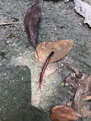 Scolopendridae