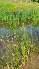 Schoenoplectus acutus