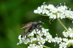 Brachyleptura