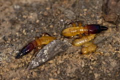 Zootermopsis nevadensis