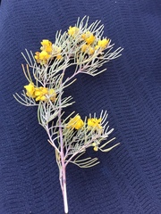 Senna artemisioides