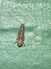 Osbornellus clarus