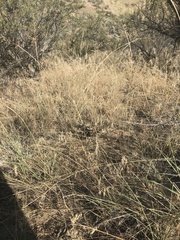 Crotalus oreganus oreganus