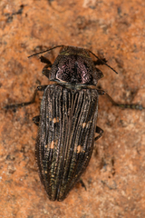 Buprestis nutalli