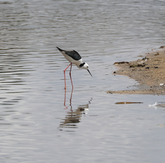 Himantopus leucocephalus