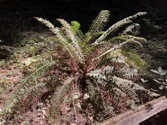 Polystichum munitum
