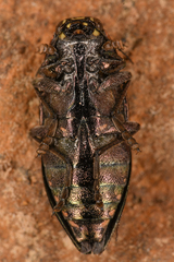 Buprestis nutalli