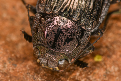 Buprestis nutalli