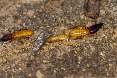 Zootermopsis nevadensis