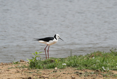 Himantopus leucocephalus