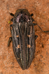 Buprestis nutalli