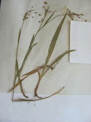 Luzula acuminata acuminata