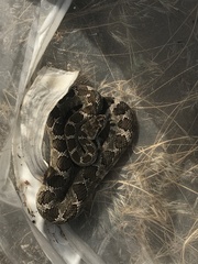 Crotalus oreganus oreganus