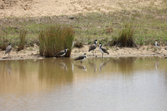 Vanellus miles novaehollandiae