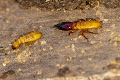 Zootermopsis nevadensis