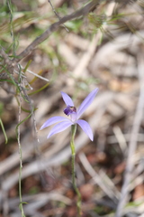 Pheladenia deformis