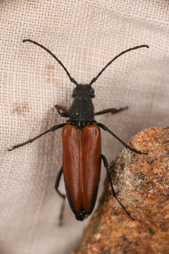 Pygoleptura nigrella