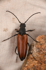 Lepturini