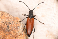 Lepturini