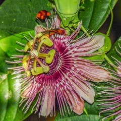 Passiflora oerstedii