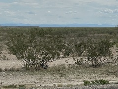 Larrea tridentata