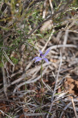 Pheladenia deformis