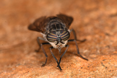Tabanini